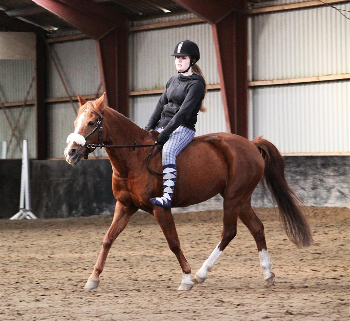 Anden særlig race Joy - Du er ret lækker (ved godt jeg ikke sidder særlig pænt!!!) [Fotograf: Camilla Olsen] billede 4