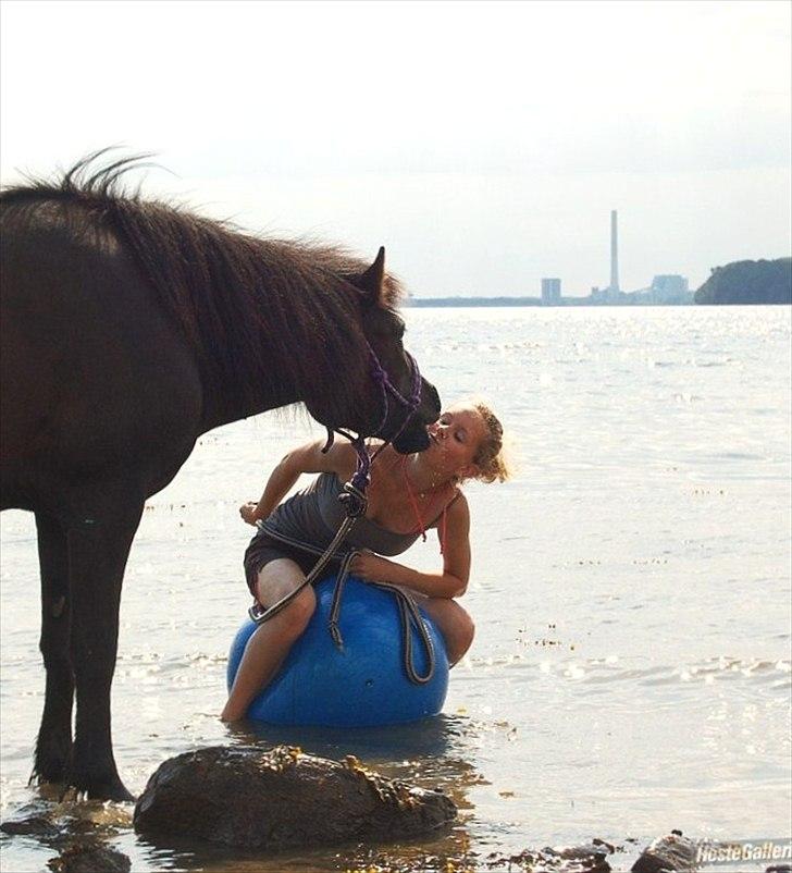 Islænder Náttgjólá billede 11