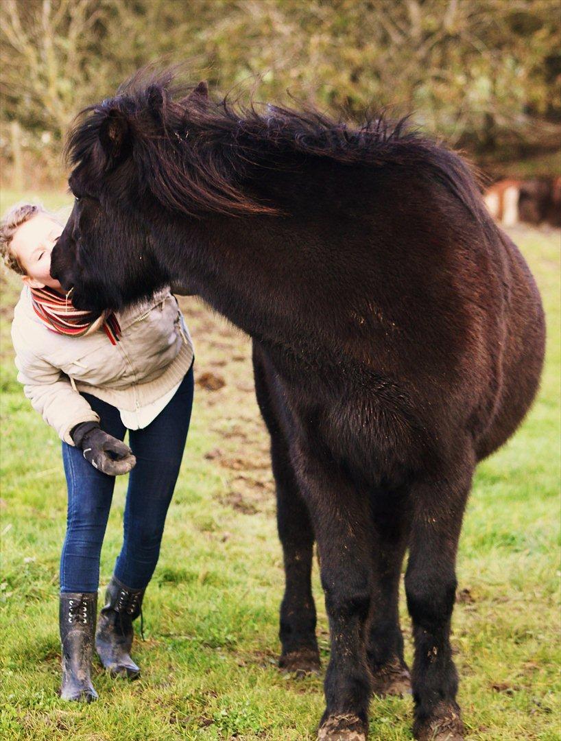Islænder Náttgjólá billede 15
