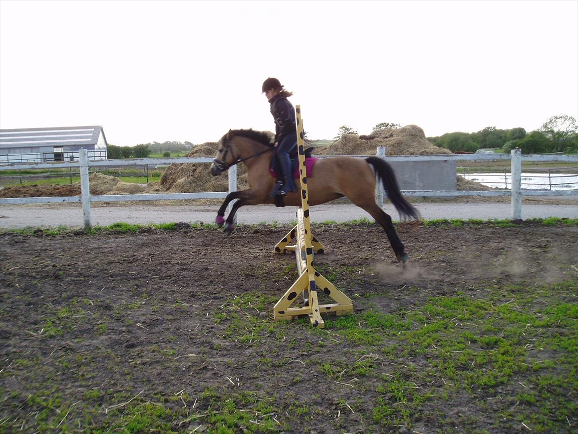 Anden særlig race Damgårds Maggie billede 12