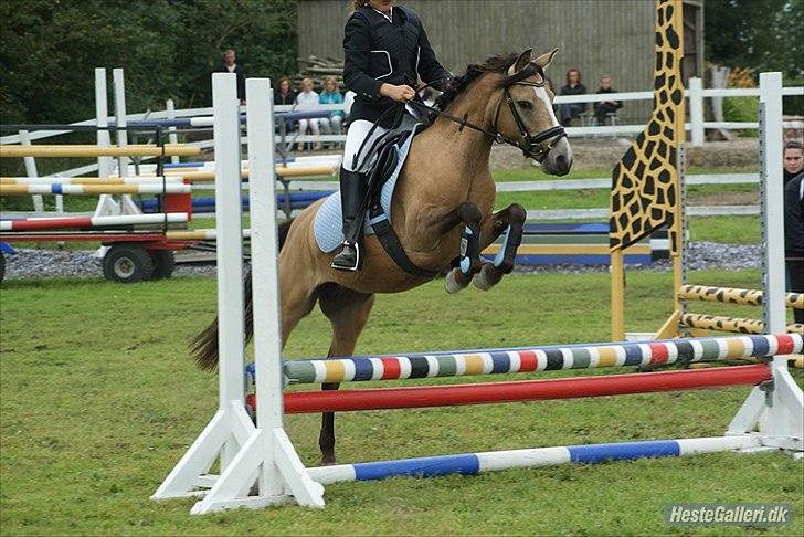 Anden særlig race Damgårds Maggie billede 14