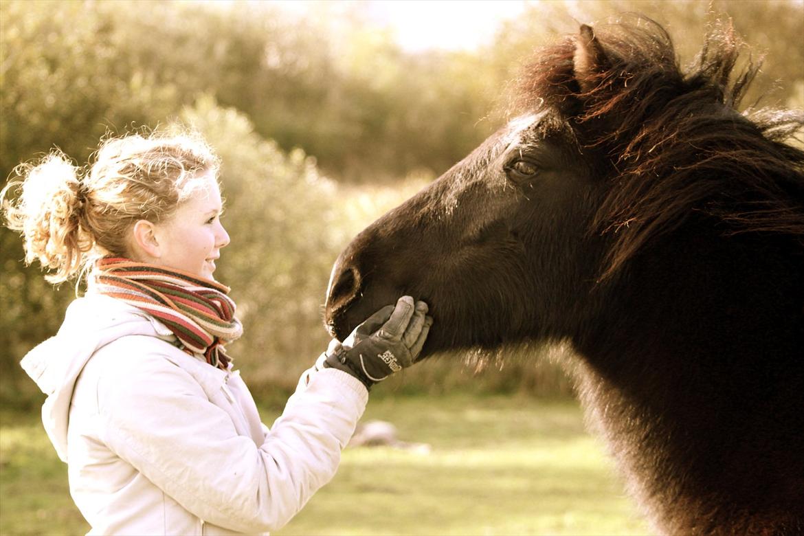 Islænder Náttgjólá billede 2