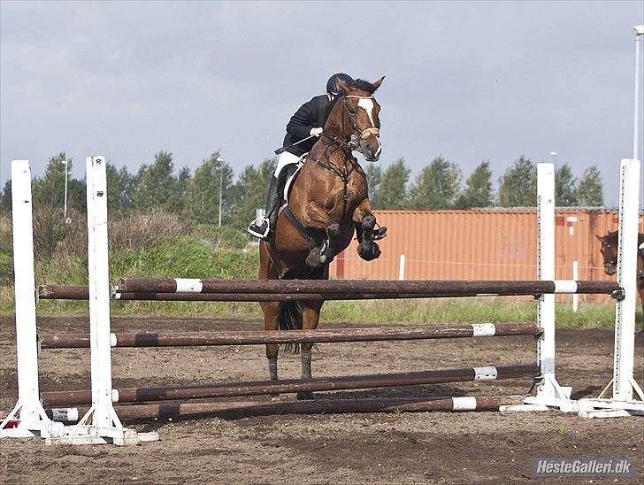 New Forest Kolbrie Prince Romeo - Du er kun en pony, men du springer som en hest, og du klare det så fantastisk billede 5