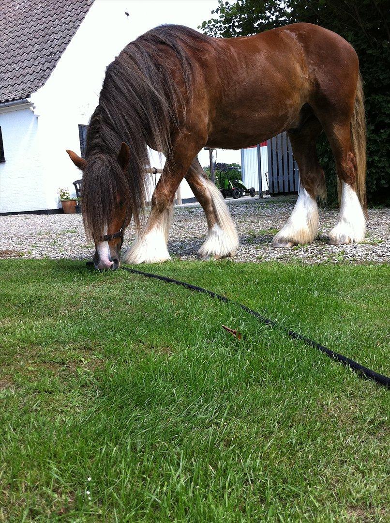 Tinker Lehmanns Lotus - Lehmanns Lotus som jeg selv har avlet. Her er han 3,5 år gammel billede 1