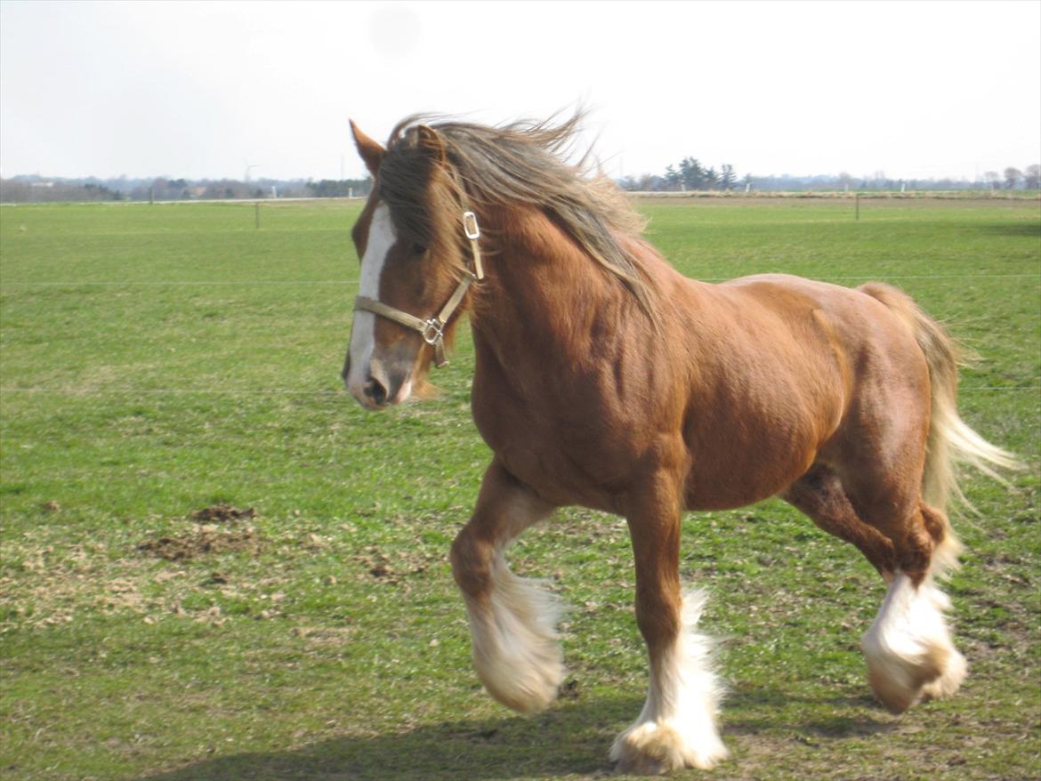 Tinker Lehmanns Lotus - Lehmanns Lotus som jeg selv har avlet her 2 år gammel billede 2