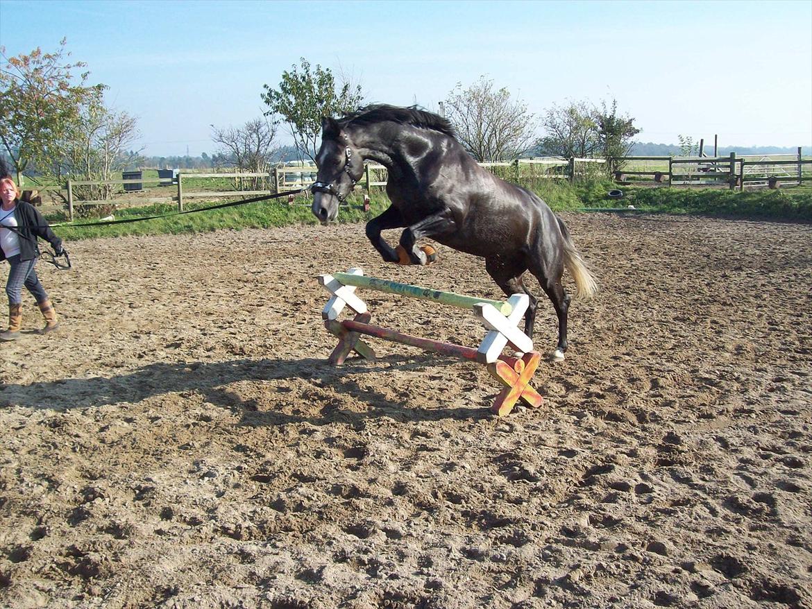 Anden særlig race  flik flak billede 1