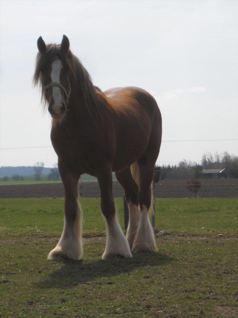Tinker Lehmanns Lotus - Lehmanns Lotus som jeg selv har avlet her 2 år gammel - gid jeg var en bedre fotograf :)
 billede 3