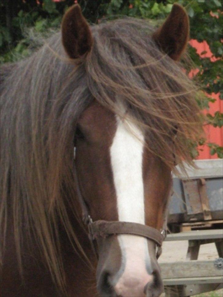 Tinker Lehmanns Lotus - Han har det kønneste fjæs og i mellemtiden også dobbelt så meget hår :) billede 4