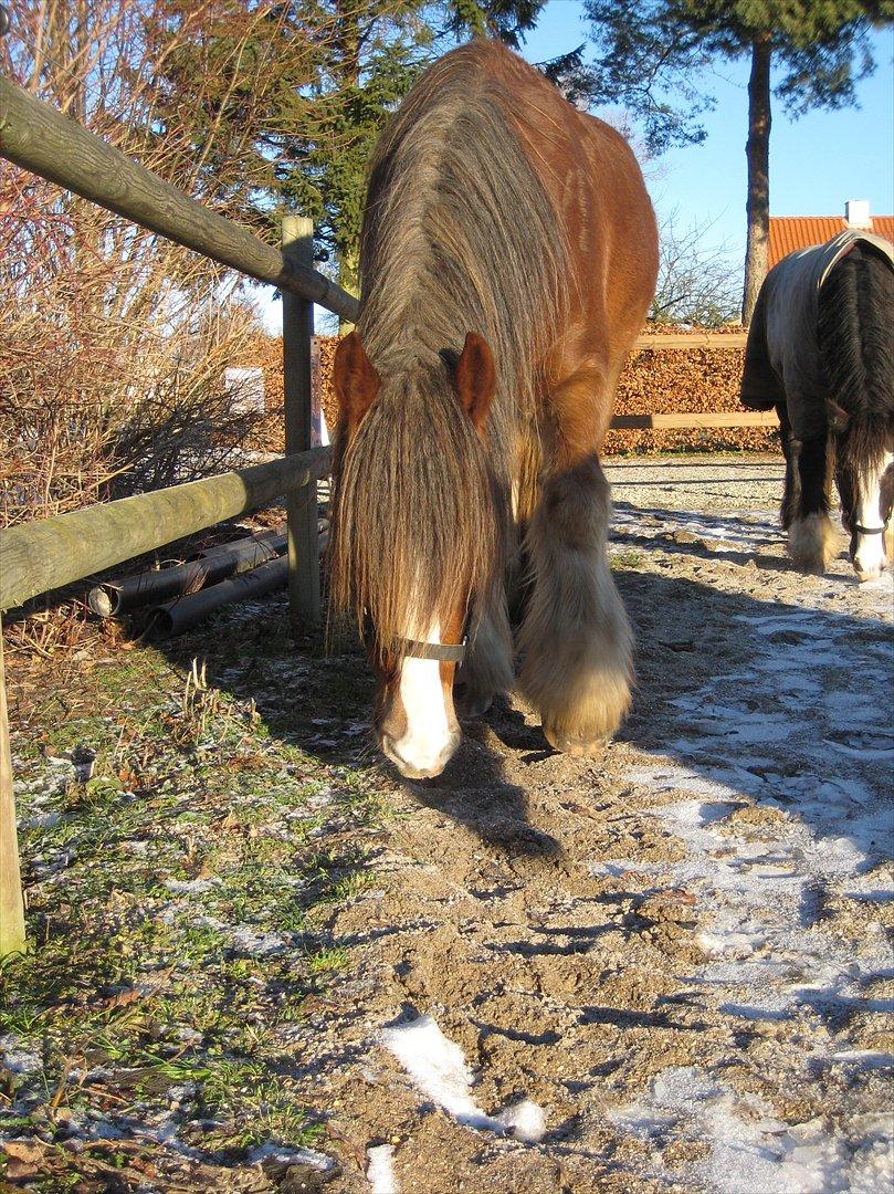 Tinker Lehmanns Lotus - Vinter billede 5