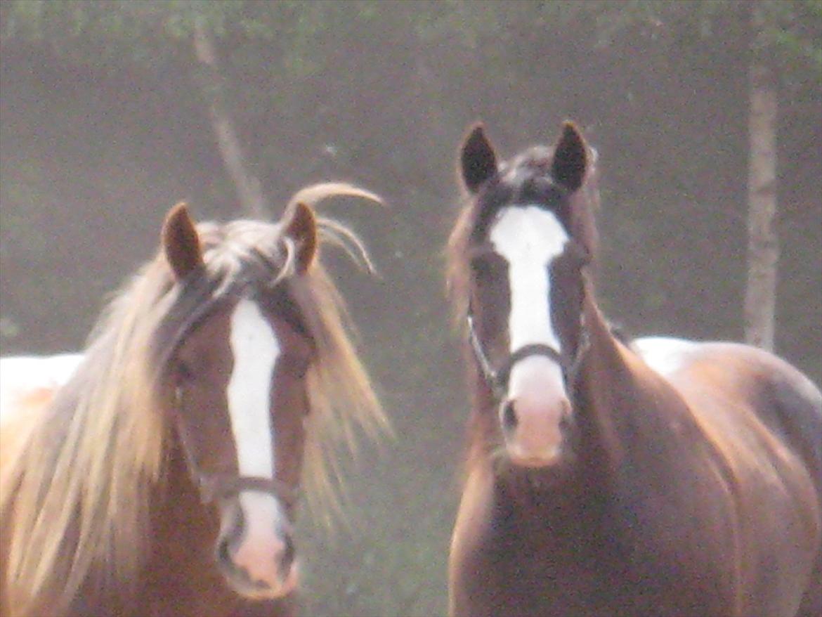 Tinker Lehmanns Lotus - Mine to drenge. Lehmanns Lotus og Keltic Maccoy. billede 6