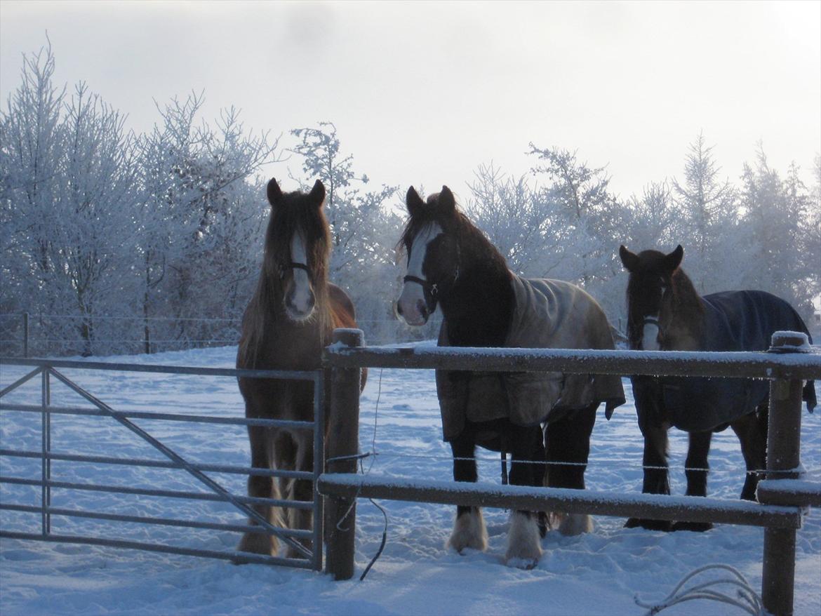 Tinker Lehmanns Lotus - Tussen, Kelsefar og Emma (Tussens mor som jeg har solgt) Her i ca.  -20 grader. Brrrrr koldt... billede 7