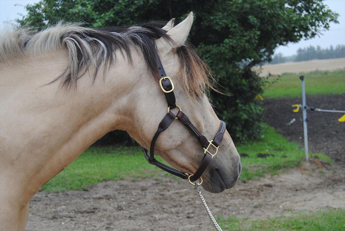 Anden særlig race Vangshøjs Baily <3 B-PONY - Skuer ud over horisonten :) Foto: Cecilie Rømer billede 15
