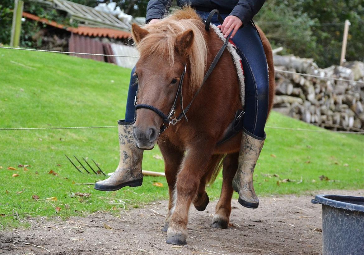 Shetlænder Tøttrups Lippa - Succes is that coing from failure to failure, without losing enthusiasm. Jeg er pave stolt af dig, min lille grisling. <3 //foto: Mig selv. billede 13