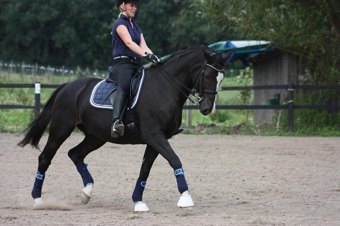 Dansk Varmblod Kastaniegården Charleston - kig på min dejlige hest, og ikke mig. :D billede 3