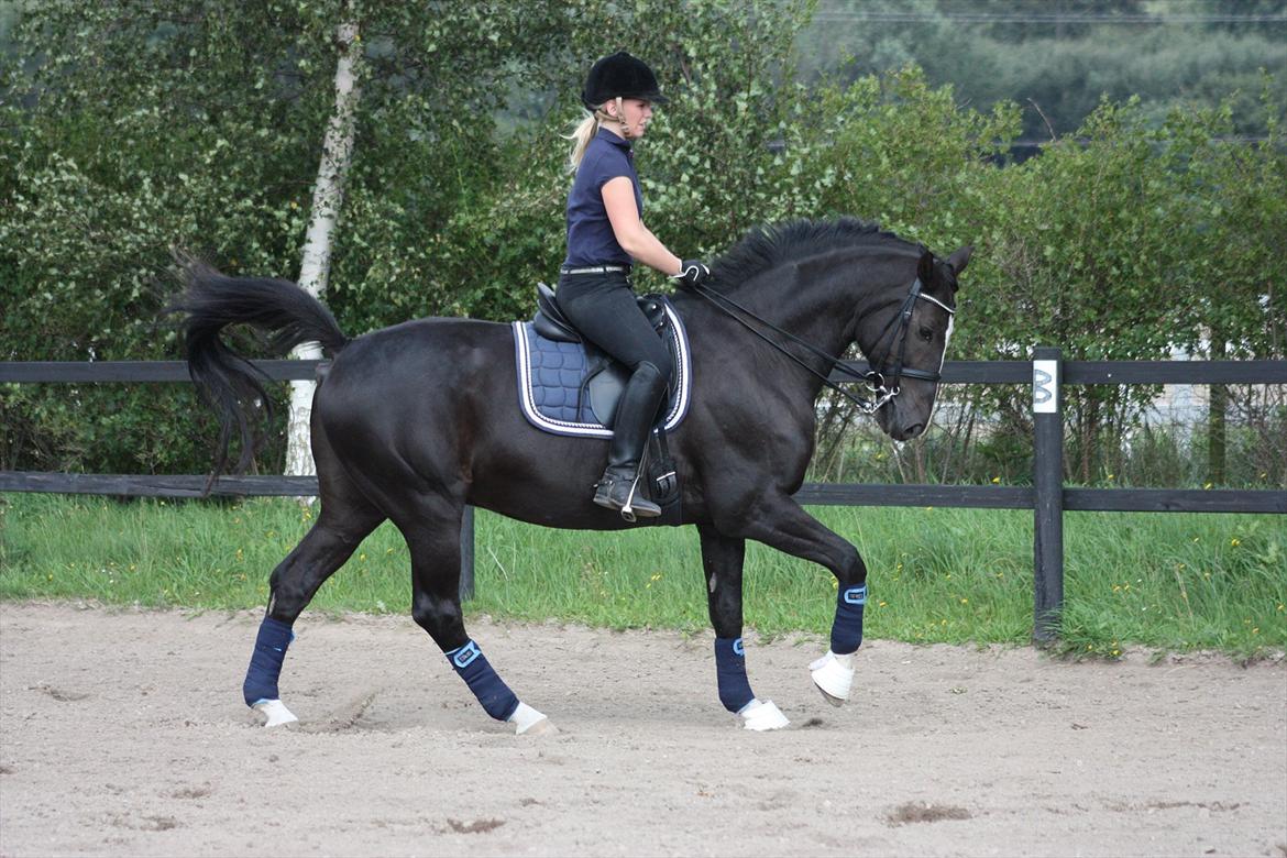 Dansk Varmblod Kastaniegården Charleston - Der er ingen tvil om at du er den helt rigtige for mig <3 billede 4