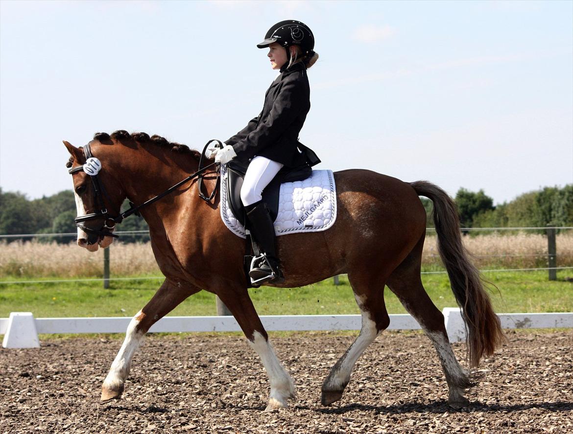 Welsh Pony af Cob-type (sec C) Thers Hey Harlekin - B-pony!! - Første distrik stævne. LB1 69,75% 
Altså en 1. plads! :D Foto: Mig billede 3