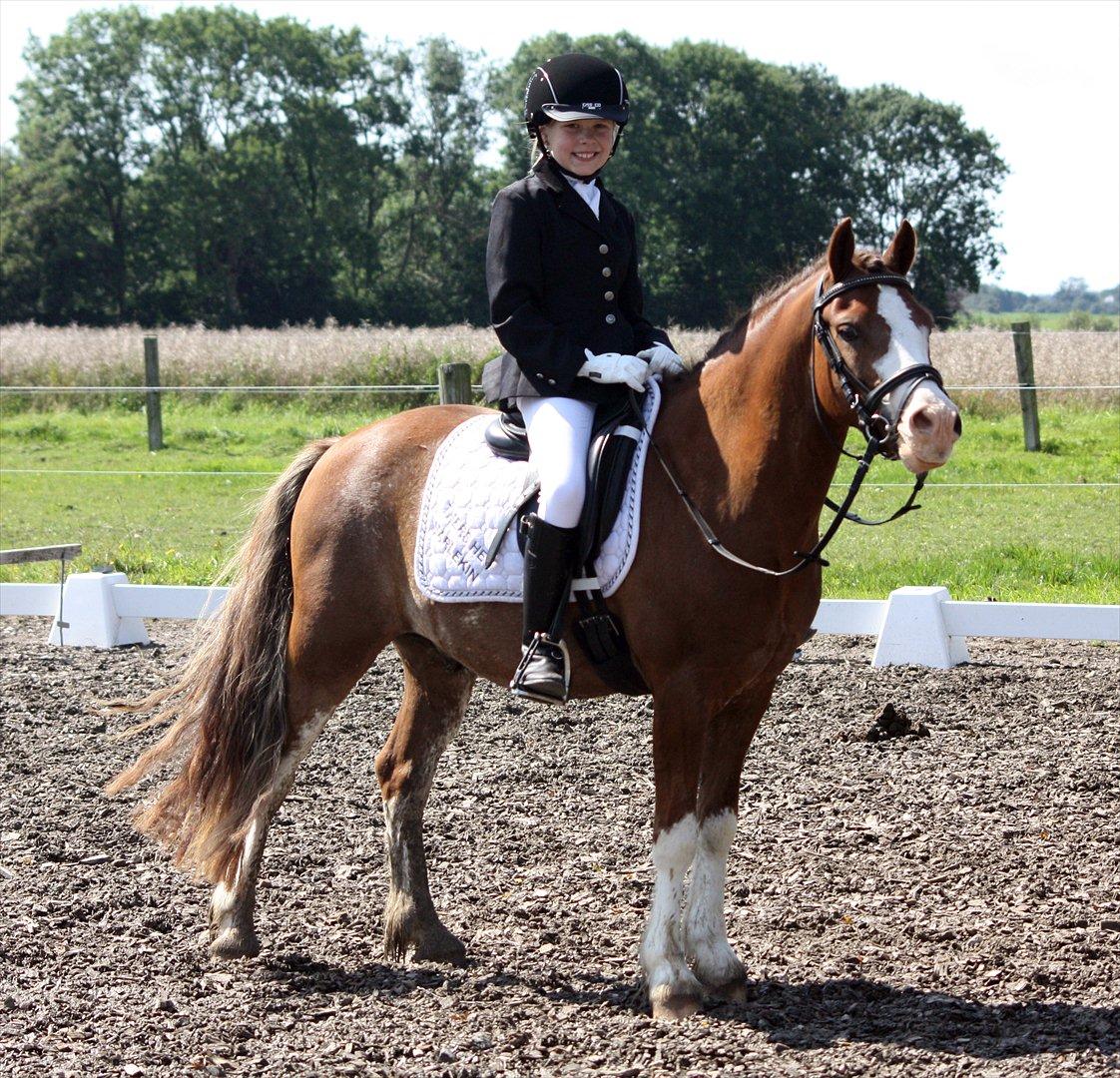 Welsh Pony af Cob-type (sec C) Thers Hey Harlekin - B-pony!! - Første distrik stævne. LB1 69,75% 
Altså en 1. plads! :D Foto: Cecilie billede 5