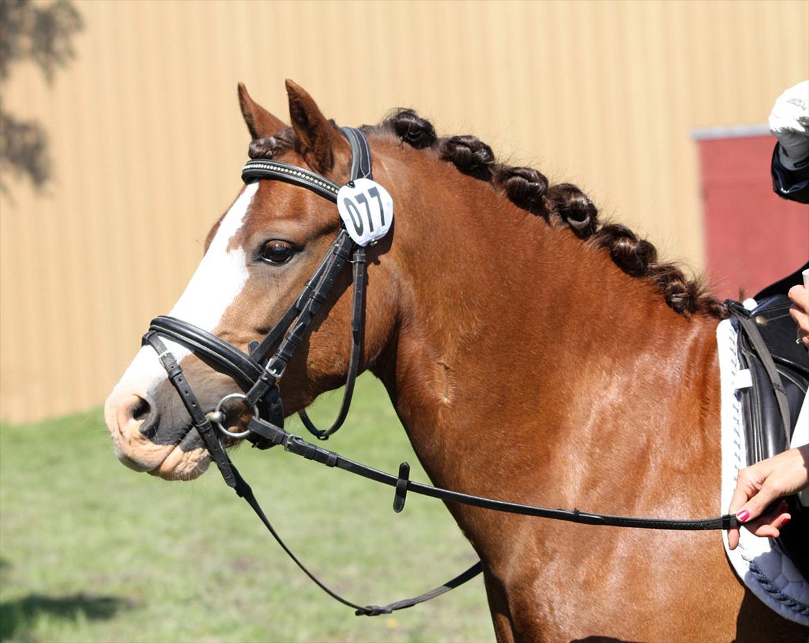 Welsh Pony af Cob-type (sec C) Thers Hey Harlekin - B-pony!! - Smukke Harlekin til stævne<3 Foto: Cecilie billede 13