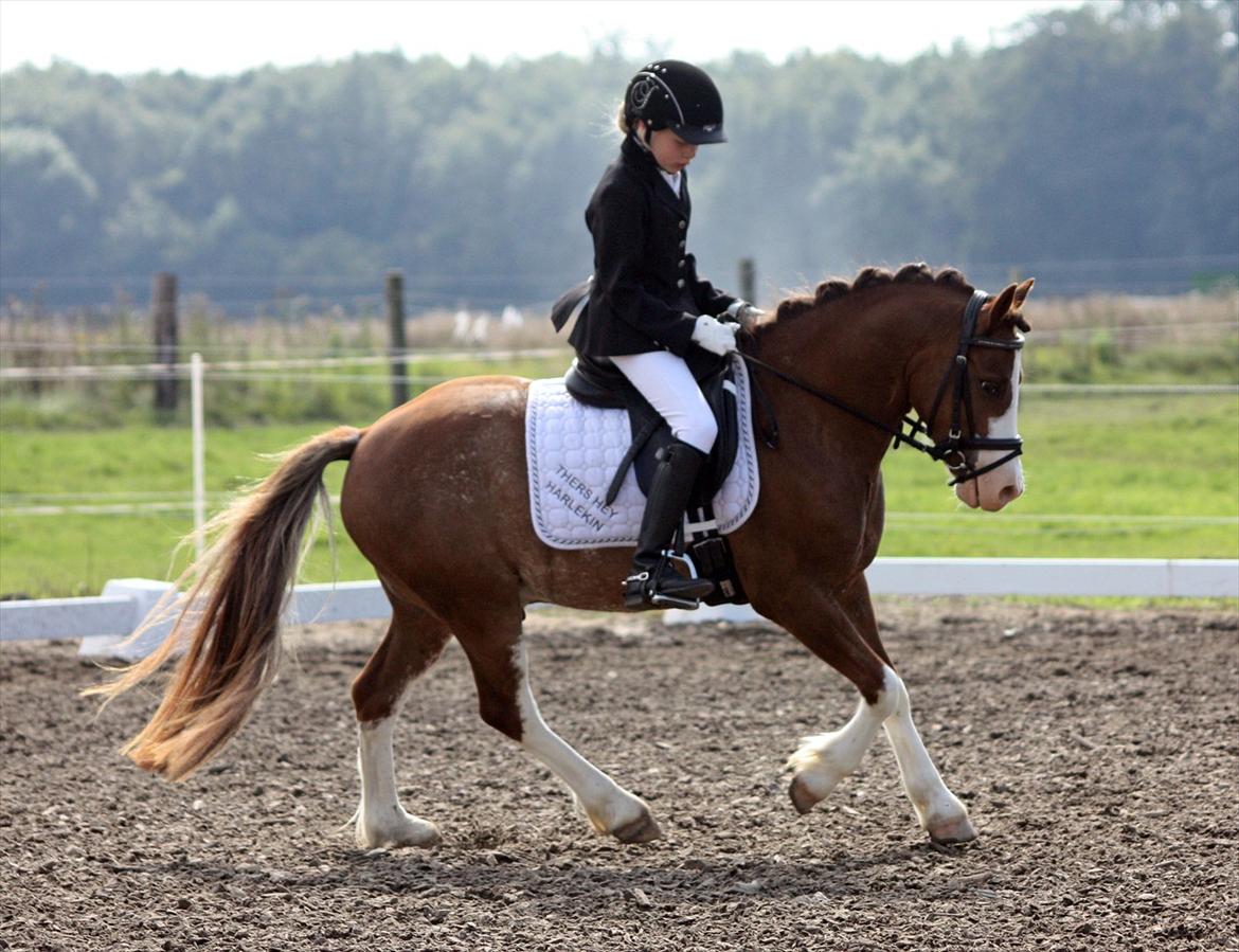 Welsh Pony af Cob-type (sec C) Thers Hey Harlekin - B-pony!! - Første distrik stævne. LB1 69,75% 
Altså en 1. plads! :D Foto: Mig billede 7