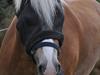 Tyroler Haflinger Frühlingsberge Ragazza [Tidl. part]