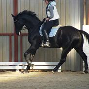 Hannoveraner Pegasus Hollmann - A hest