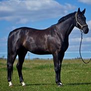 Hannoveraner Pegasus Hollmann - A hest