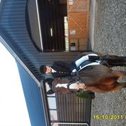 New Forest Søndermarkens Kasper 