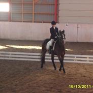 New Forest Søndermarkens Kasper 