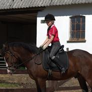 New Forest Søndermarkens Kasper 