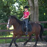 New Forest Søndermarkens Kasper 