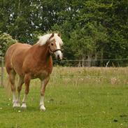 Tyroler Haflinger Frühlingsberge Ragazza