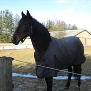 Anden særlig race Cassiopaia