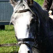 Anden særlig race Lex