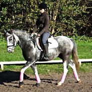 Anden særlig race Lex