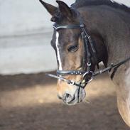 Anden særlig race Bruno Bjørn [himmelhest]