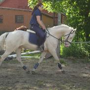 Palomino Hoejvangs Mr Snowflake