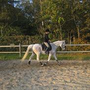 Arabisk fuldblod (OX) Epirus 