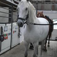 Anden særlig race Ben Hur/ Benny *SOLGT* 