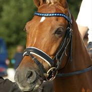 Welsh Pony af Cob-type (sec C) Westerhuis Jorik<3A pony!!!