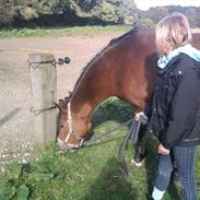 Welsh Pony af Cob-type (sec C) Flicka 