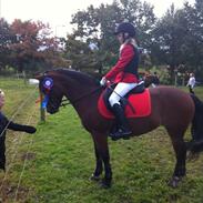 Welsh Pony af Cob-type (sec C) Flicka 