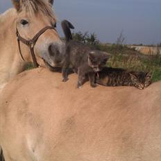 Fjordhest Oblings chelsea