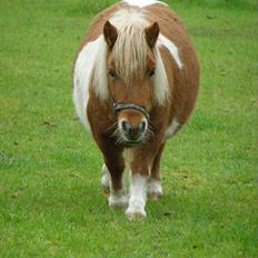 Shetlænder Lærke's Gypsy Doll