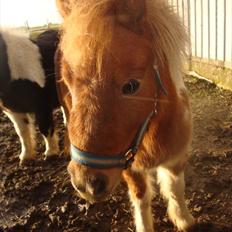 Shetlænder Thorsvang´s Tut