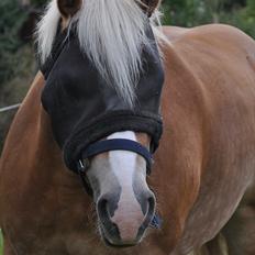 Tyroler Haflinger Frühlingsberge Ragazza