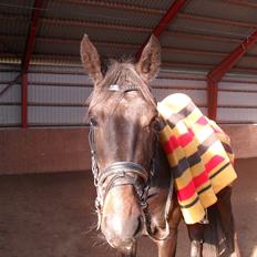 Dansk Varmblod Ranova