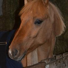 Anden særlig race Prins Brutus