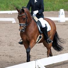 New Forest Kantje's Thierry B-pony RIP