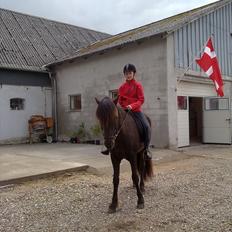 Islænder Nebbi vinkærgård