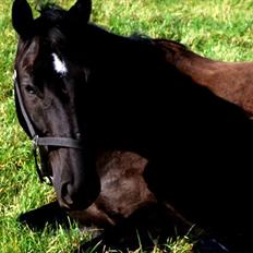 Trakehner Satori Birkedommergård